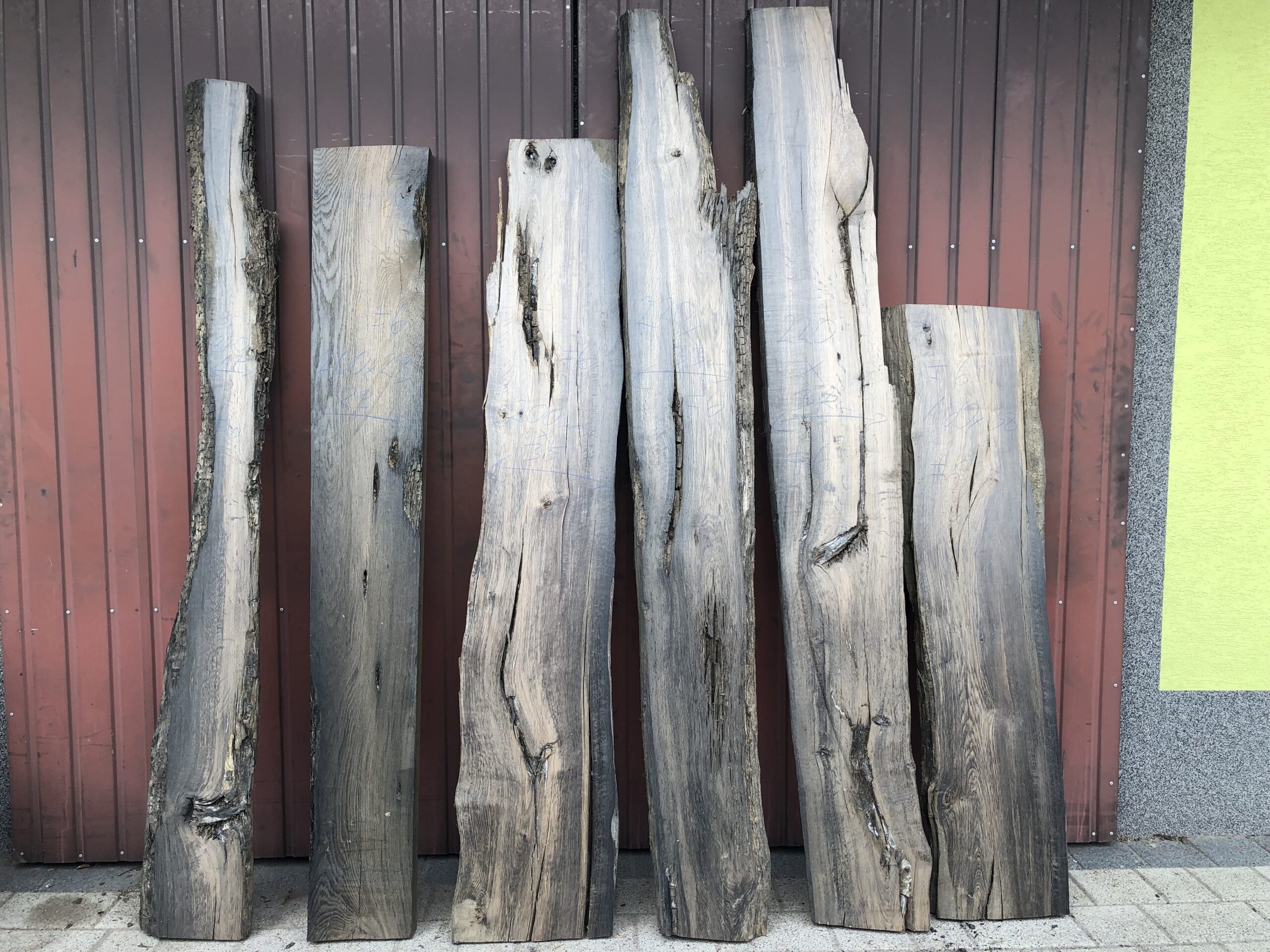 Producent czarny dąb Warszawa